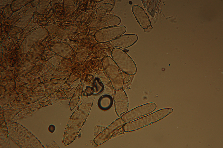 Xerocomus? quale?